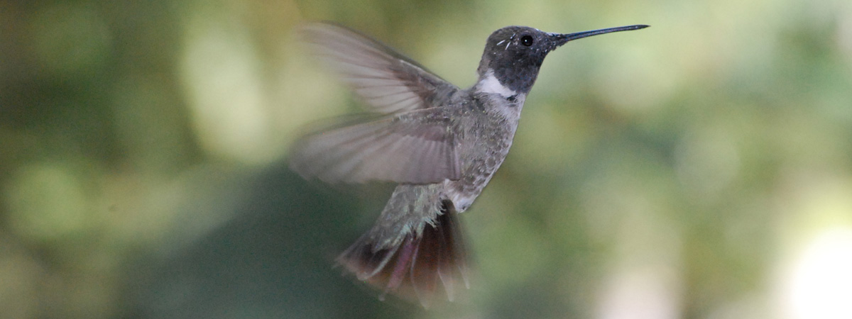 Google Hummingbird: What’s All the Fuss About?
